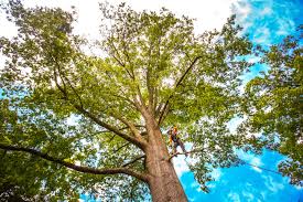 Best Tree Maintenance Programs  in Cedar Park, TX