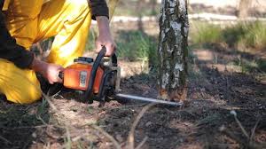 Best Leaf Removal  in Cedar Park, TX