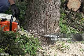 Best Emergency Tree Removal  in Cedar Park, TX