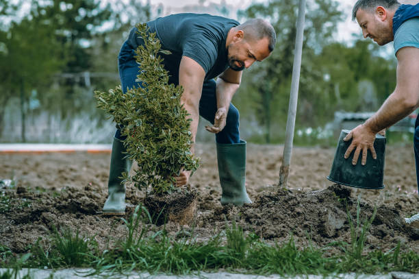 Best Tree Disease Treatment  in Cedar Park, TX