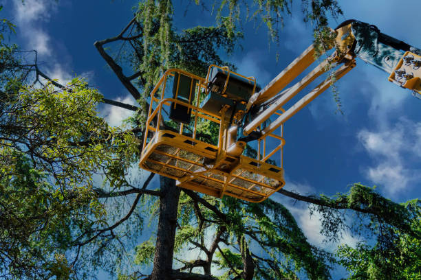 Best Fruit Tree Pruning  in Cedar Park, TX