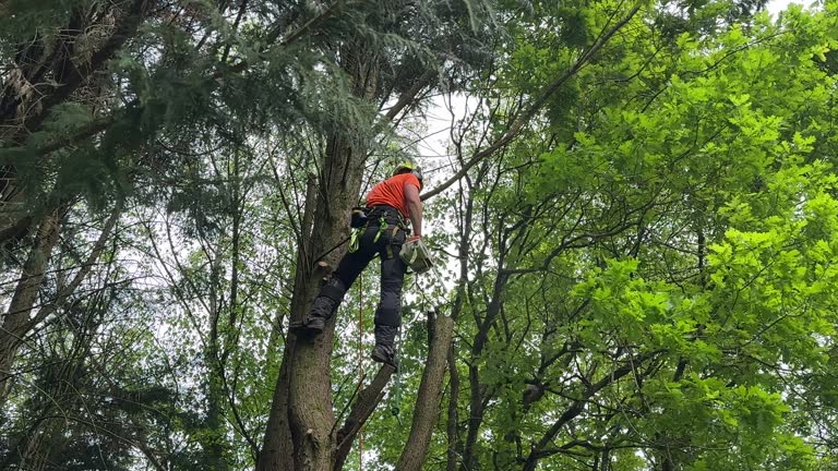 Best Seasonal Cleanup (Spring/Fall)  in Cedar Park, TX