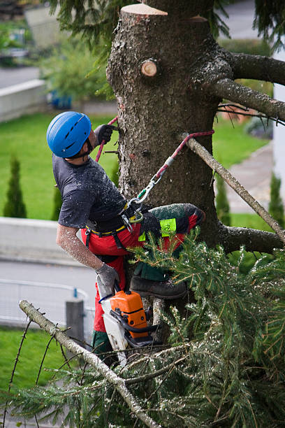 Best Pest Control for Lawns  in Cedar Park, TX