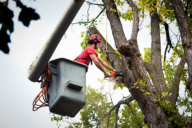 Best Tree Cabling and Bracing  in Cedar Park, TX
