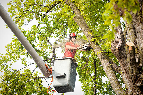 Best Tree Health Inspection  in Cedar Park, TX
