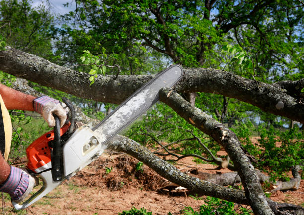 Lawn Irrigation Installation and Maintenance in Cedar Park, TX
