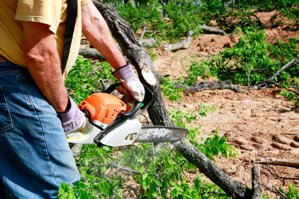 Best Tree Preservation Services  in Cedar Park, TX